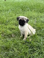 AKC Rex, a male Pug for sale in Hutchinson, KS – 1 of 5