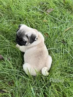 AKC Rosie, a female Pug for sale in Hutchinson, KS – 4 of 4