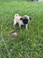 AKC Cookie, a male Pug for sale in Hutchinson, KS – 2 of 6