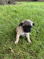 AKC Cookie, a male Pug for sale in Hutchinson, KS – 6 of 6