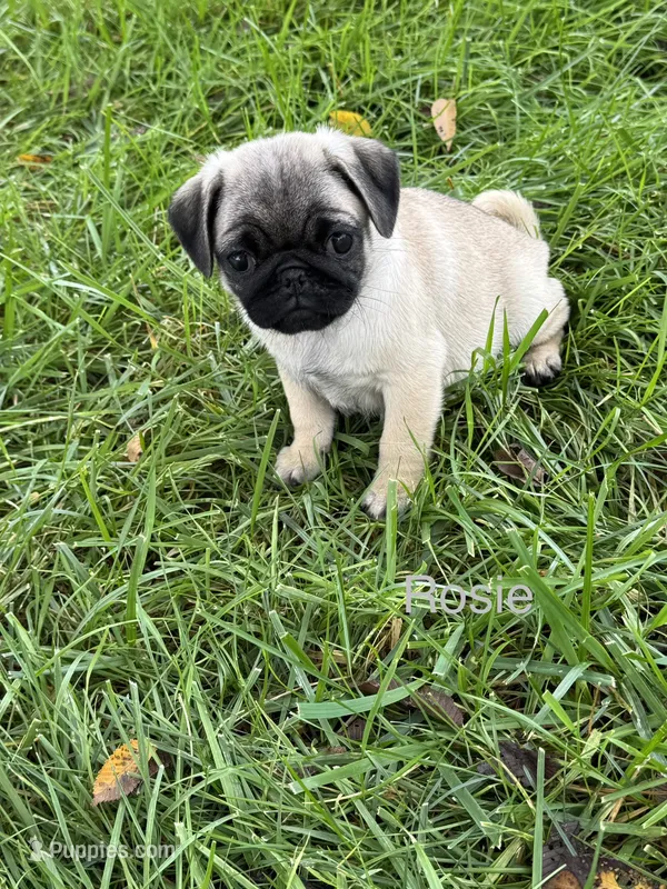 AKC Rosie, a female Pug for sale in Hutchinson, KS – 1 of 4