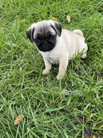 AKC Rosie, a female Pug for sale in Hutchinson, KS – 1 of 4