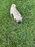 AKC Cookie, a male Pug for sale in Hutchinson, KS – 4 of 6