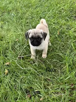 AKC Rex, a male Pug for sale in Hutchinson, KS – 5 of 5