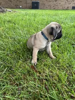 AKC Cookie, a male Pug for sale in Hutchinson, KS – 3 of 6