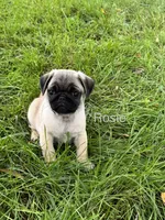 AKC Rosie, a female Pug for sale in Hutchinson, KS – 2 of 4
