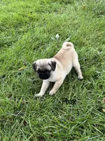 AKC Rex, a male Pug for sale in Hutchinson, KS – 3 of 5