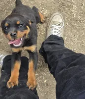 N/A, a female Rottweiler for sale in Stockton, CA – 1 of 1