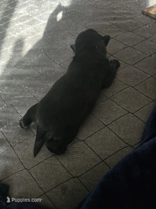 Night Bell – Schipperke puppy for sale in Adelanto, CA