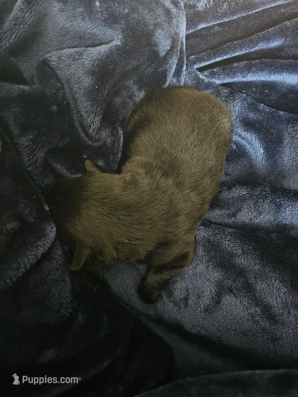 Shadow day – Schipperke puppy for sale in Adelanto, CA