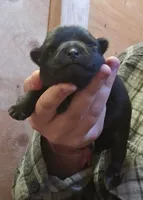 Dusty sky, a male Schipperke for sale in Adelanto, CA – 1 of 1