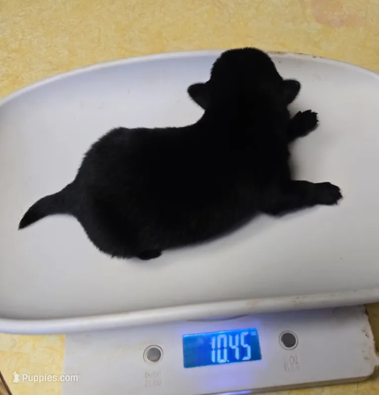 Moondust – Schipperke puppy for sale in Adelanto, CA