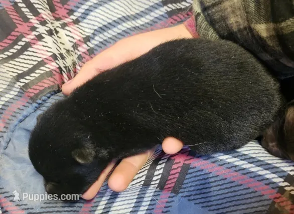 Bluebell – Schipperke puppy for sale in Adelanto, CA
