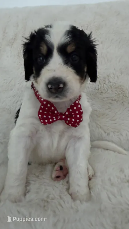 Thor – Bernedoodle puppy for sale in Fayetteville, GA