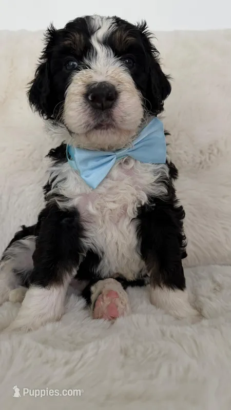 Toby – Bernedoodle puppy for sale in Fayetteville, GA