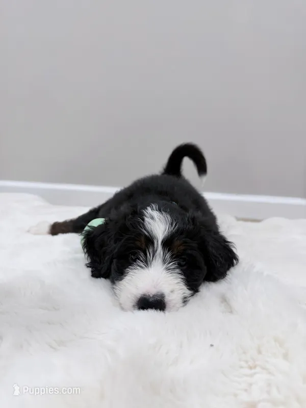 Serena – Bernedoodle puppy for sale in Fayetteville, GA