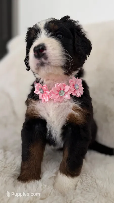 Serena – Bernedoodle puppy for sale in Fayetteville, GA