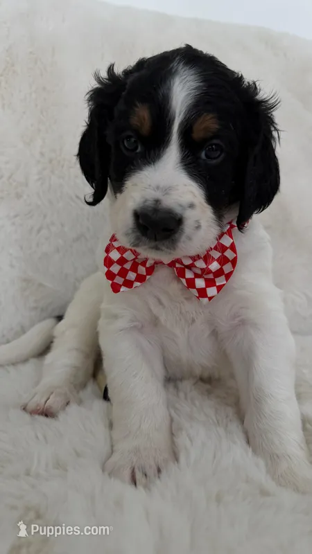 Casper – Bernedoodle puppy for sale in Fayetteville, GA