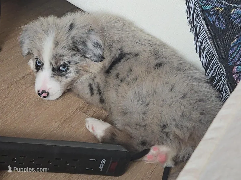 Benny – Australian Shepherd, Border Collie puppy for sale in Asheville, NC