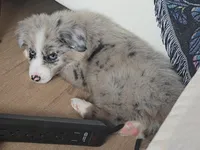 Benny, a male Australian Shepherd and Border Collie for sale in Asheville, NC – Photo 1 of 3