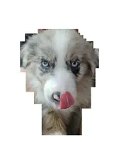 Benny, a male Australian Shepherd and Border Collie for sale in Asheville, NC – Photo 3 of 3