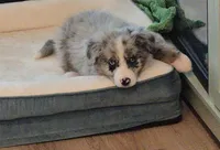 Benny, a male Australian Shepherd and Border Collie for sale in Asheville, NC – Photo 2 of 3