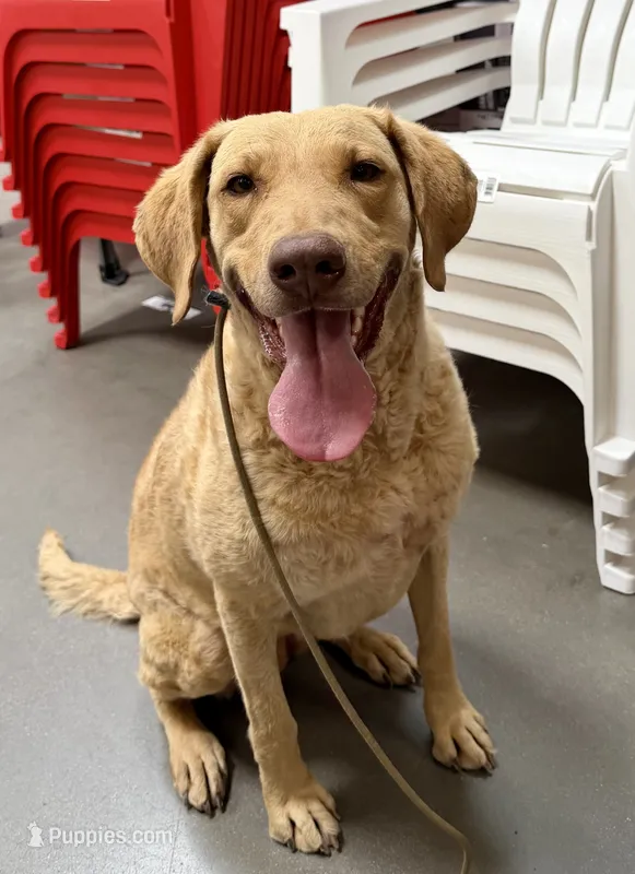 Honey – Chesapeake Bay Retriever puppy for sale in Phoenix, AZ