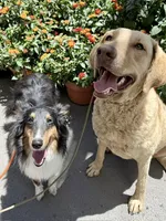 Honey, a female Chesapeake Bay Retriever for sale in Phoenix, AZ – 5 of 5