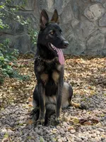 Zoe, a female German Shepherd Dog for sale in Phoenix, AZ – 1 of 3