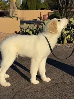 Racer, a male Great Pyrenees for sale in Phoenix, AZ – Photo 5 of 5