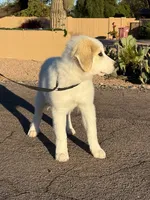 Racer, a male Great Pyrenees for sale in Phoenix, AZ – Photo 3 of 5