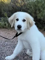 Racer, a male Great Pyrenees for sale in Phoenix, AZ – Photo 4 of 5