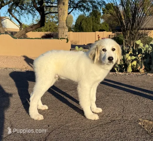 Racer, a male Great Pyrenees for sale in Phoenix, AZ – Photo 2 of 5