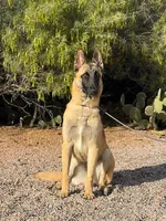 Skittles, a female Belgian Malinois for sale in Phoenix, AZ – Photo 9 of 10