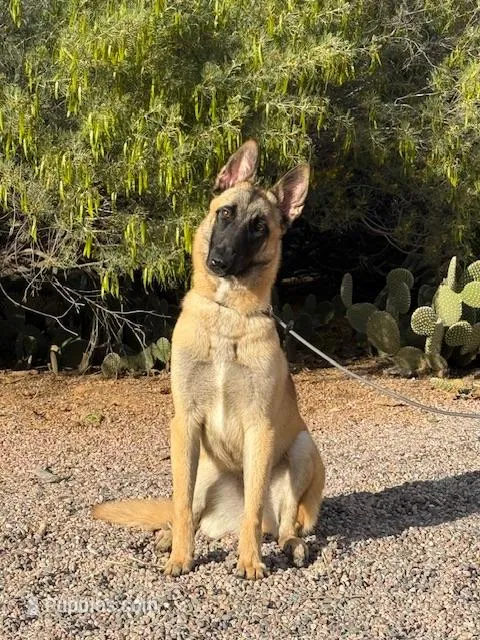 Skittles – Belgian Malinois puppy for sale in Phoenix, AZ