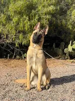 Skittles, a female Belgian Malinois for sale in Phoenix, AZ – Photo 1 of 10