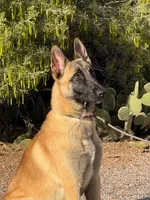 Skittles, a female Belgian Malinois for sale in Phoenix, AZ – Photo 6 of 10