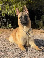 Skittles, a female Belgian Malinois for sale in Phoenix, AZ – Photo 2 of 10