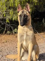 Skittles, a female Belgian Malinois for sale in Phoenix, AZ – Photo 10 of 10