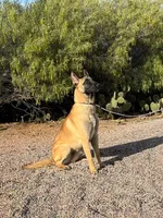 Skittles, a female Belgian Malinois for sale in Phoenix, AZ – Photo 5 of 10
