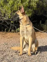Skittles, a female Belgian Malinois for sale in Phoenix, AZ – Photo 3 of 10