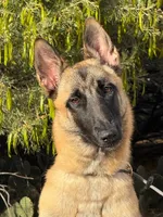 Skittles, a female Belgian Malinois for sale in Phoenix, AZ – Photo 8 of 10