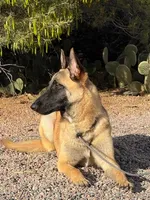 Skittles, a female Belgian Malinois for sale in Phoenix, AZ – Photo 4 of 10