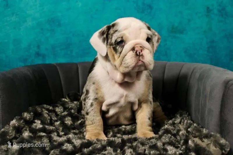 Coraline – English Bulldog puppy for sale in Phoenix, AZ