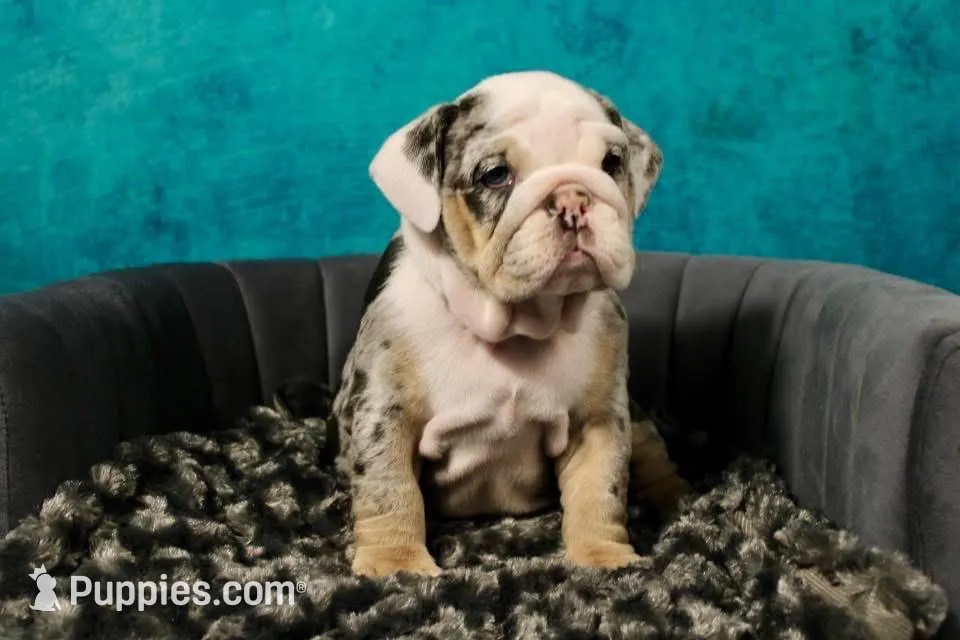 Coraline, a female English Bulldog for sale in Phoenix, AZ – 1 of 7