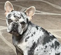 Tiger, a male French Bulldog for sale in Phoenix, AZ – Photo 4 of 8