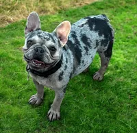 Tiger, a male French Bulldog for sale in Phoenix, AZ – Photo 6 of 8