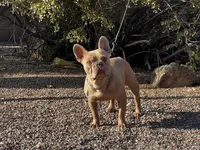 Tiger, a male French Bulldog for sale in Phoenix, AZ – Photo 7 of 8