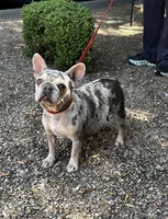 Tiger, a male French Bulldog for sale in Phoenix, AZ – Photo 5 of 8