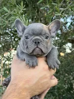 Tiger, a male French Bulldog for sale in Phoenix, AZ – Photo 1 of 8